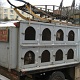 The backup dogs stayed in the cage. Seemed very eager to want to join the action.