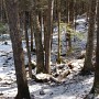 The new trail weaves through this open woods.