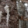 Dusting of snow on the moss.