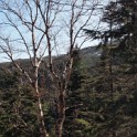 Looking toward Howker Ridge.