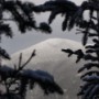 Views of Carter Dome from the wooded summit.